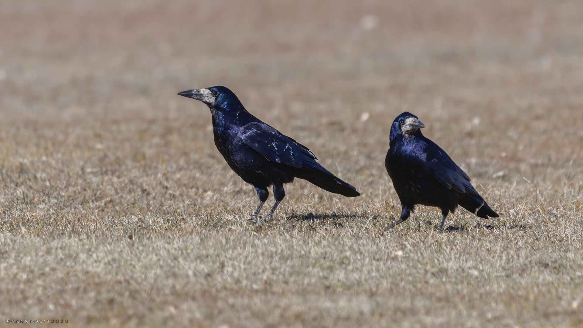 Rook